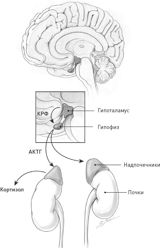 Гипоталамус гипофиз надпочечники схема