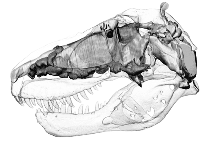 Череп тираннозавра рисунок