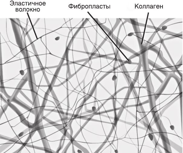 Коллагеновые волокна рисунок
