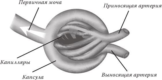 Приносящая артерия больше чем выносящая.