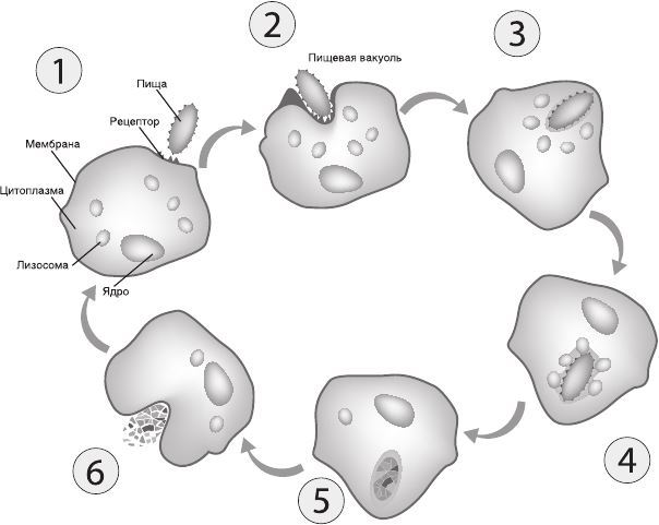Клеточный фагоцитоз схема