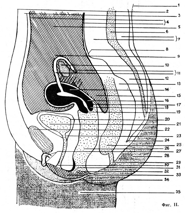 Наружные женские половые органы. Наружные и внутренние половые органы женщины. Половой орган женщины фото. ЗНО наружных половых органов. Биология женские органы