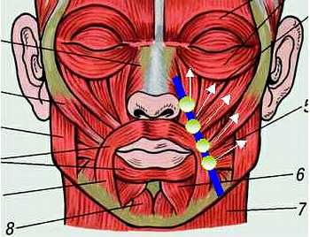 Складка анатомия. Носогубная складка анатомия. Складка анатомия. Брюшина связки строение. Складка анатомия.