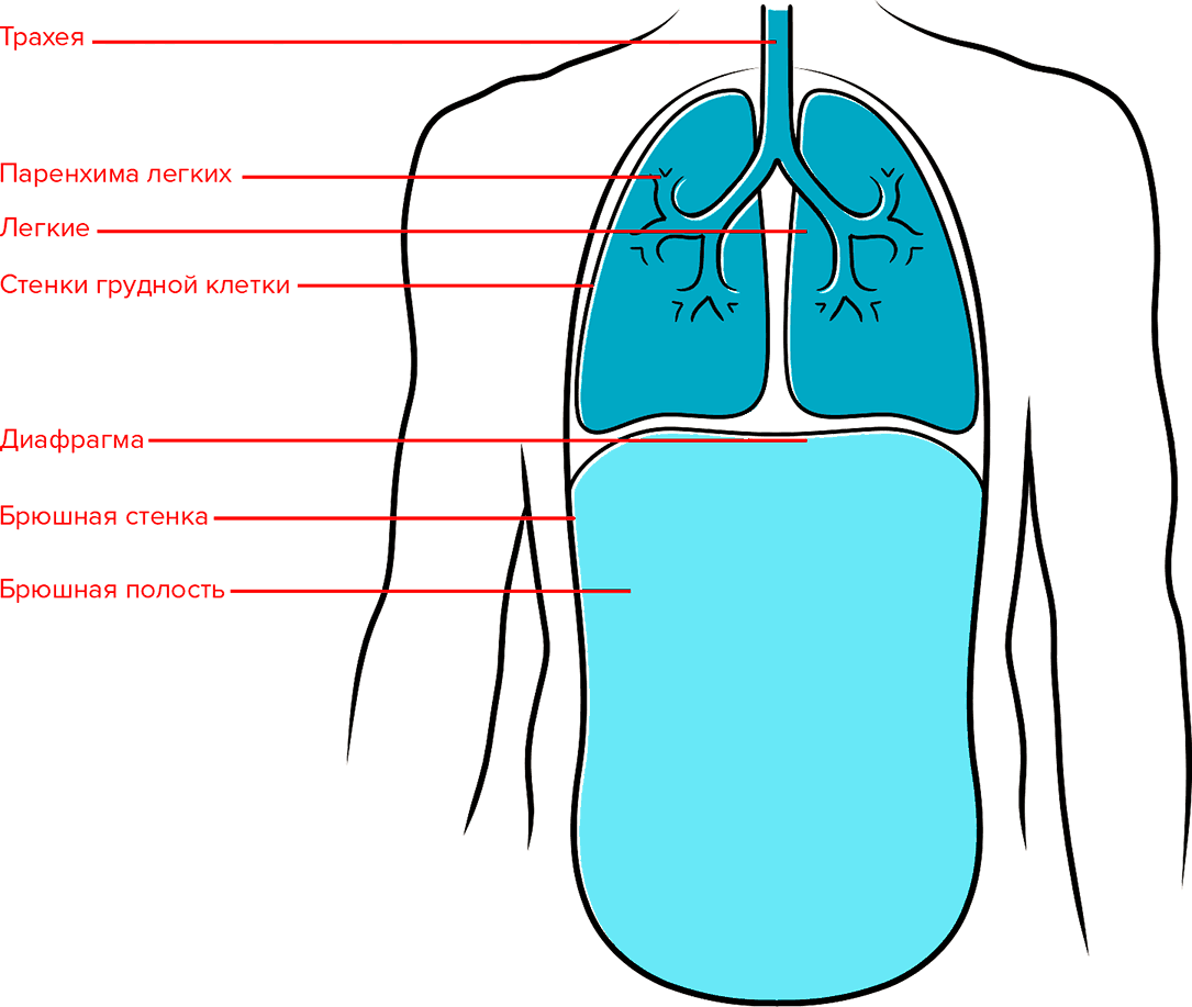Расположение Легких У Человека Фото