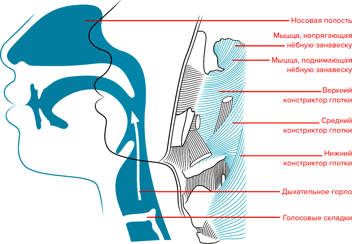 Верхний голосовой. Голосовой аппарат. Строение голосового аппарата. Голосовой аппарат расположение. Строение голосового тракта.