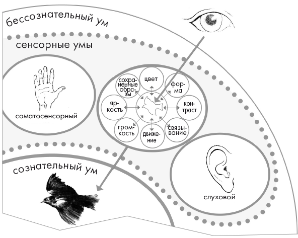 Система ума. Свет ума.