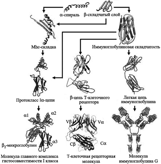 Схема эволюционного процесса человека