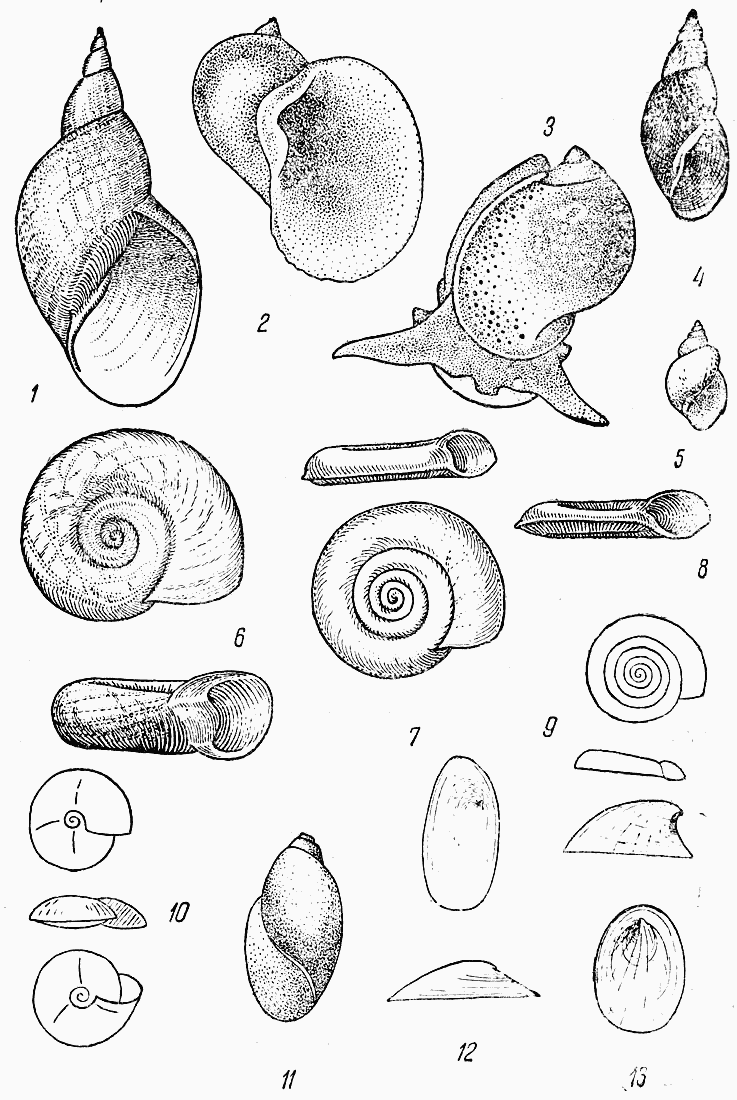 Глава 4. Мягкотелые или моллюски (Mollusca) . Очерки из жизни пресноводных  животных