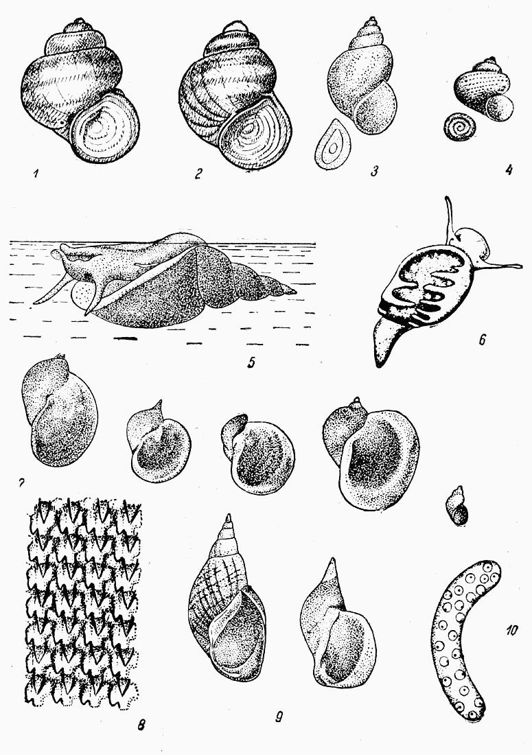 Личинки моллюсков. Улитка прудовик размножение. Личинка брюхоногого моллюска. Строение раковины Лужанки. Брюхоногие прудовик.