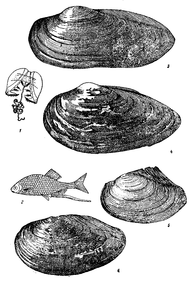 Глава 4. Мягкотелые или моллюски (Mollusca) . Очерки из жизни пресноводных  животных