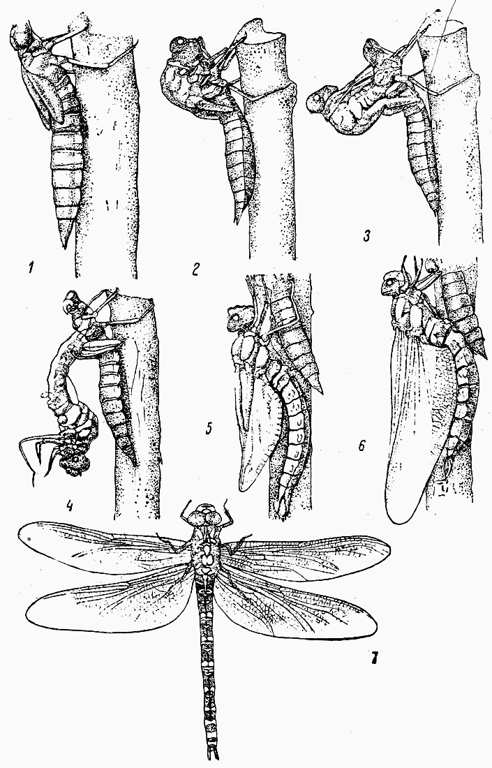 Рисунок личинка стрекозы