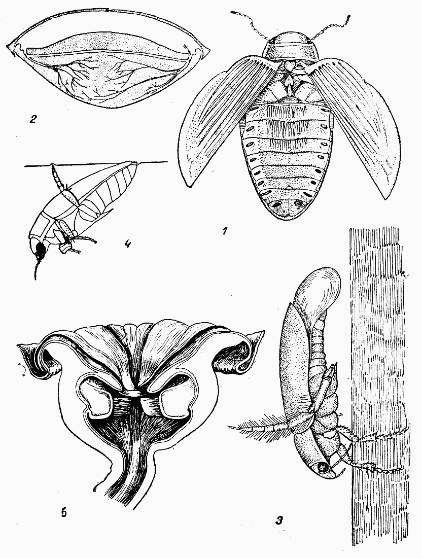 Личинка жука плавунца рисунок