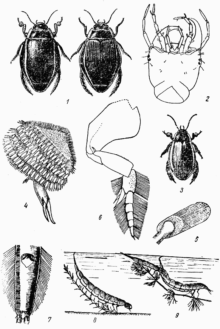 Семейство плавунцовые (Dytiscidae) . Очерки из жизни пресноводных животных