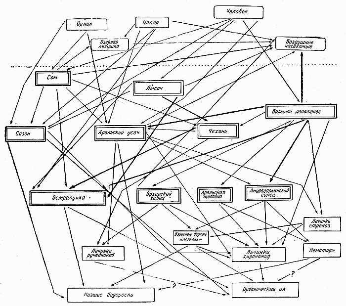 Пищевая сеть примеры. Примеры схема пищевой сети. Трофические связи сети питания. Составить сеть питания. Трофическая сеть степи.