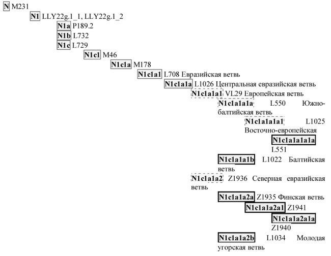 Балтийская ветка. Балтийская ветвь. Евразийская ветвь языков. Балтийская ветвь языков. Субклады n1-l1025.
