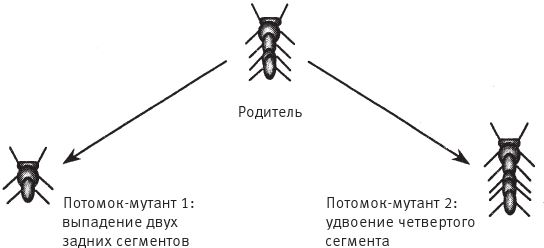 Сегмент родителей. Сегмент родителей