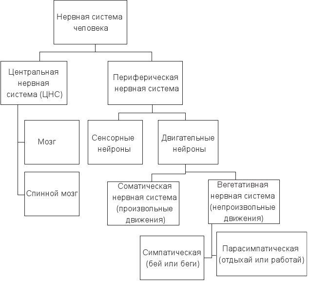 Доклад: Принципы кодирования информации в нервной системе