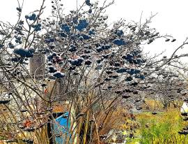 Дома, На продажу