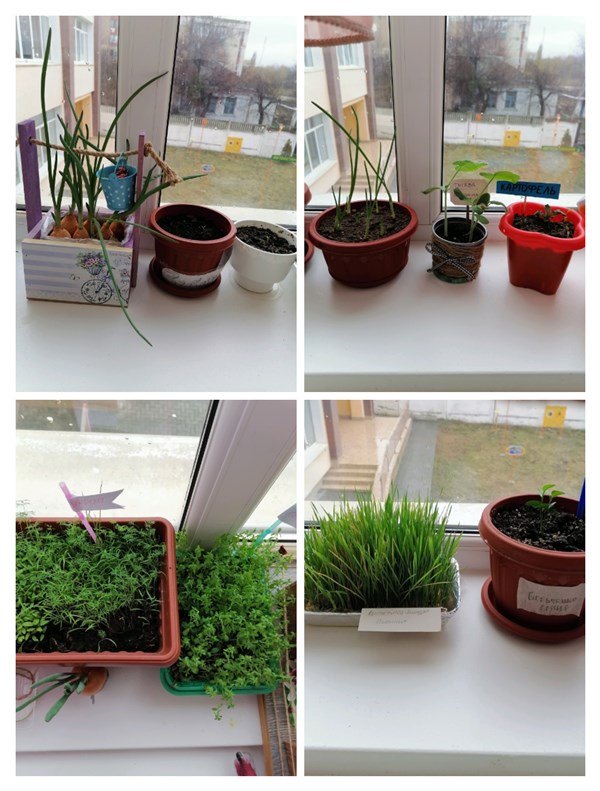 огород Непоседы