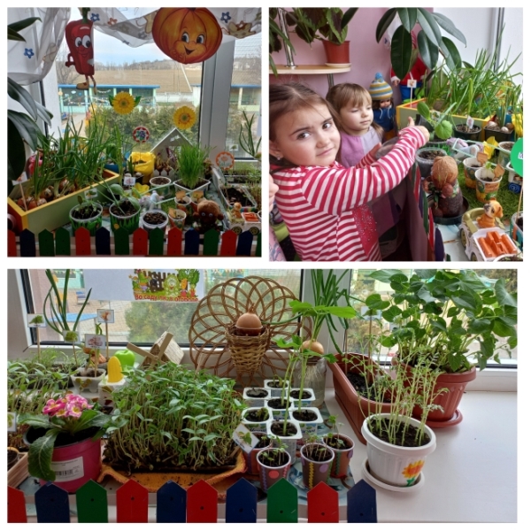 огород Звездочки