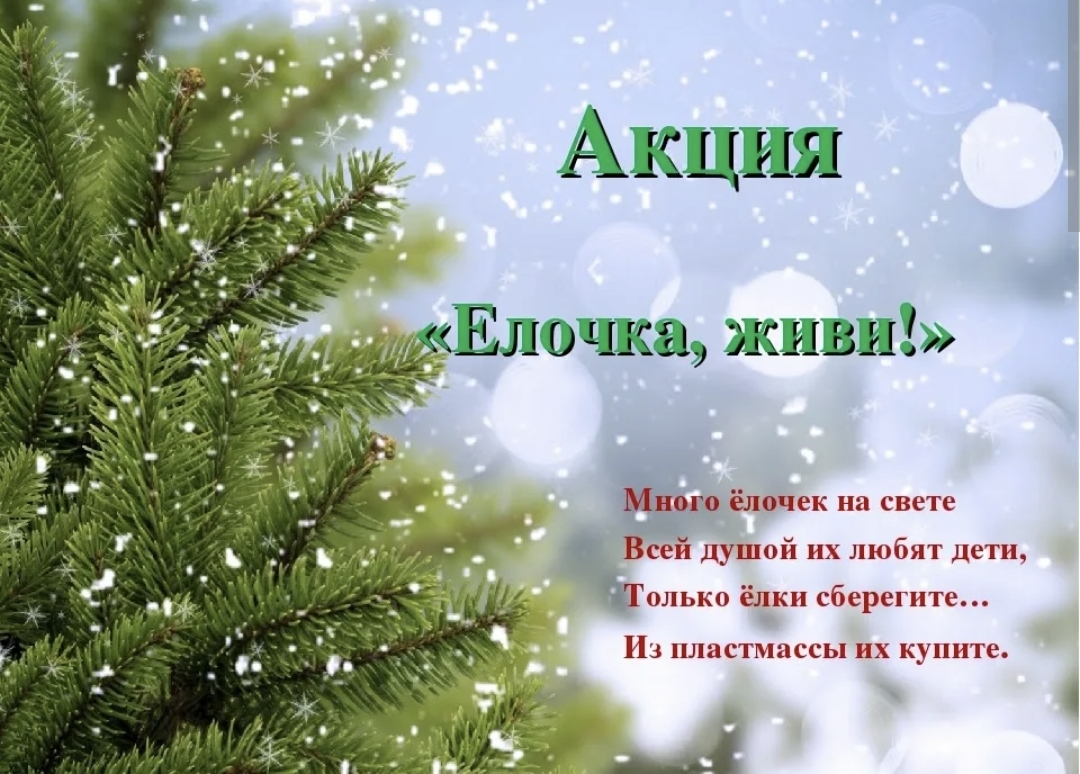 Елка фразы. Природоохранная акция елочка живи. Елочка живи. Акция живи елка. Экологическая акция живи елка.