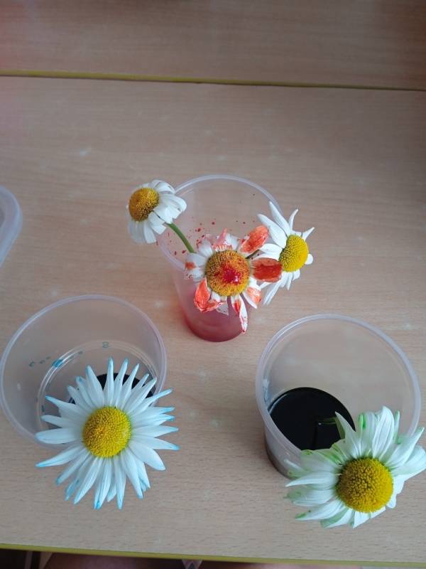 Я - исследователь