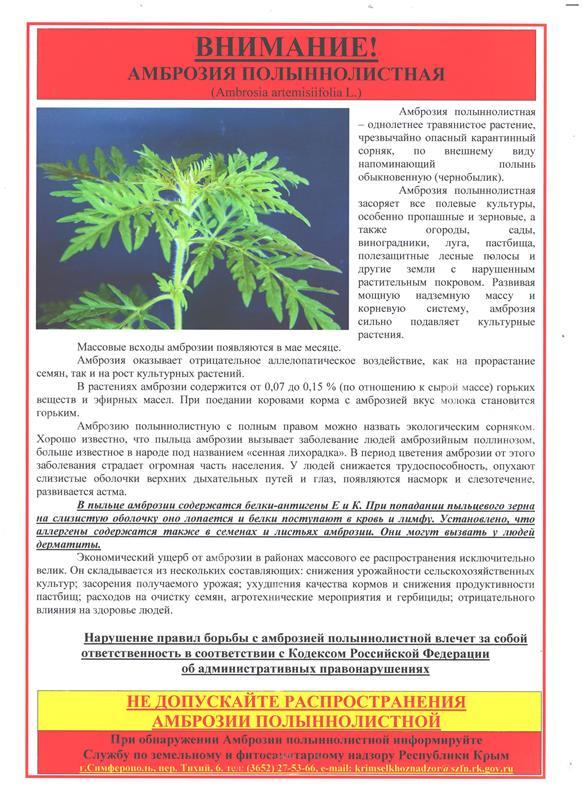 Внимание! Амброзия полыннолистная!