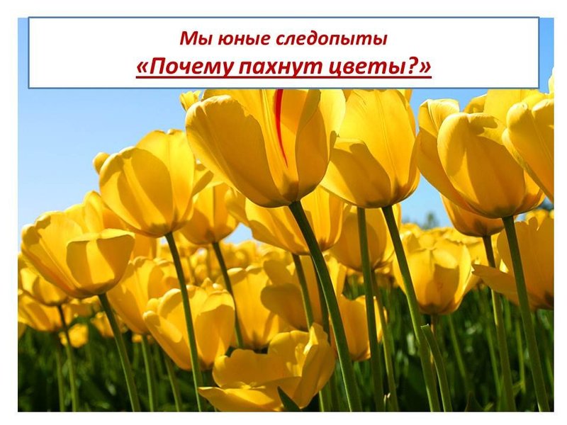 «Почему пахнут цветы?» «Почему пахнут цветы?»