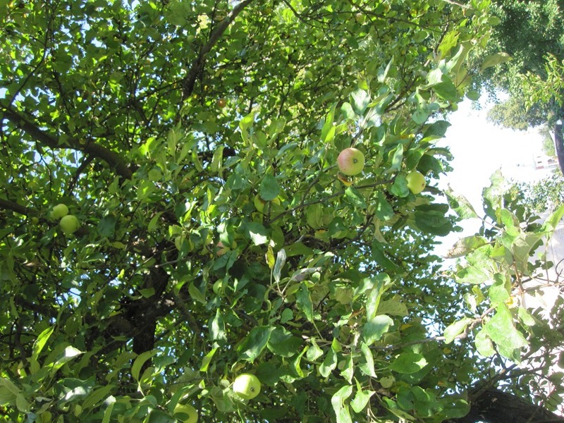 ООД по познавательному развитию «Летняя яблонька»