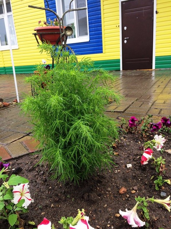 Яркие краски лета Яркие краски лета