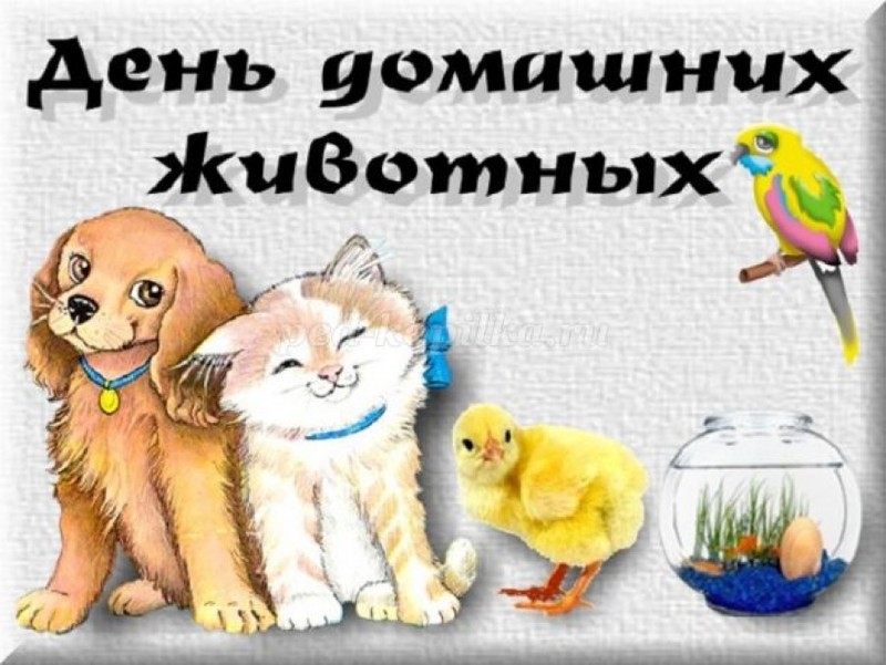 Всемирный день домашних животных. Всемирный день домашних животных.