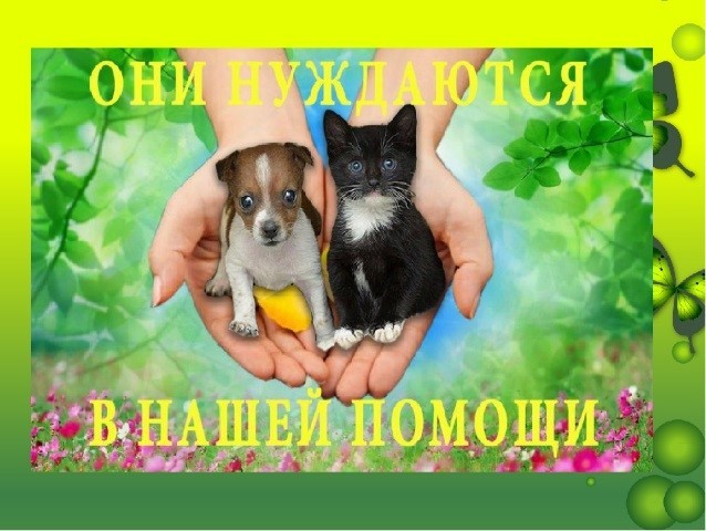 Акция по сбору помощи для бездомных животных Акция по сбору помощи для бездомных животных
