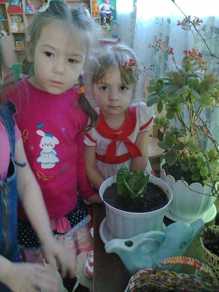 Мероприятия по экологии во 2 младшей группе