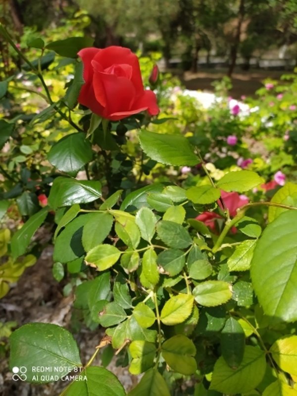 Зовут меня розой