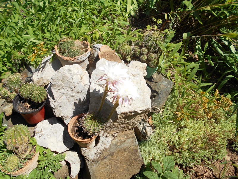 У нас на клумбе зацвели кактусы!