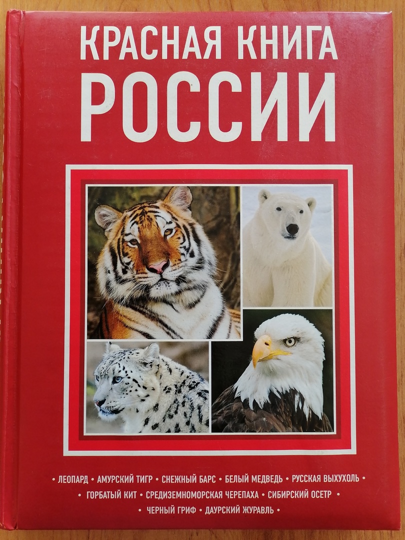 27 февраля - Международный день полярного медведя 27 февраля - Международный день полярного медведя