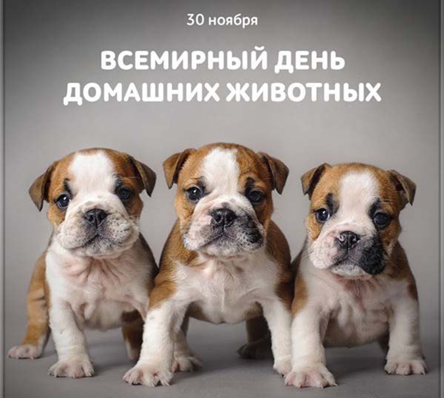 Всемирный день домашних животных