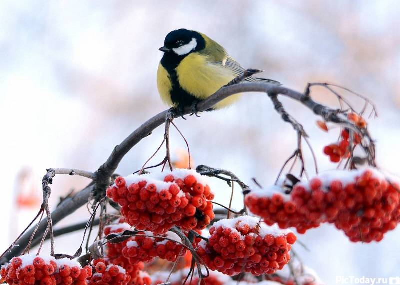 Синичкин день