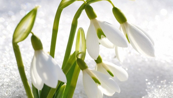 19 апреля - День подснежника