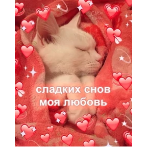 коты2 №75