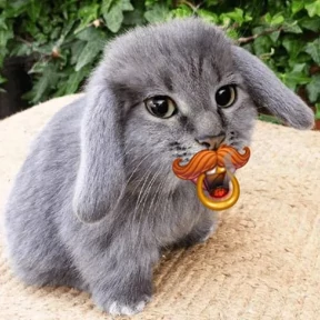 Котокролик №8