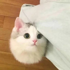 Котики №4