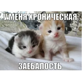 Котные мемесы №2