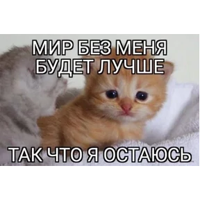 Котные мемесы №6