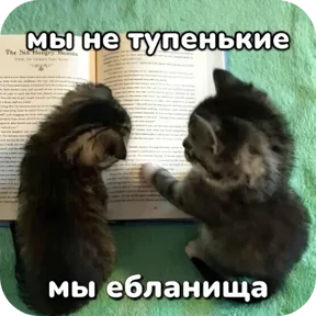 Котные мемесы №31
