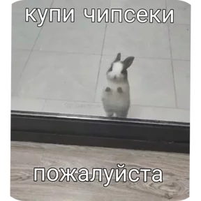 Котные мемесы №39