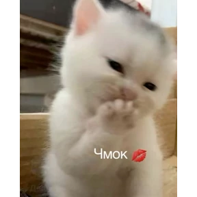 Хах №27