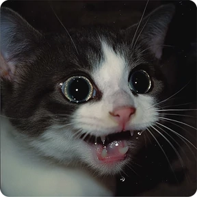 Котаны №40