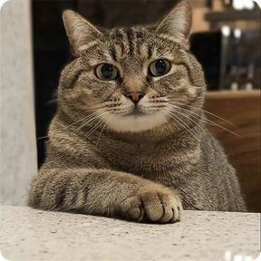 Котаны №62