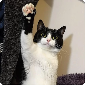Котаны №64